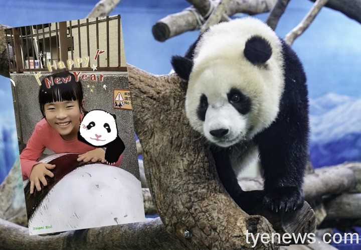 【有片】台北動物園6款IG濾鏡 變身石虎玩貓空纜車拿好禮 另外還加碼新年限定濾鏡讓大貓熊「圓寶」陪您過溫馨跨年