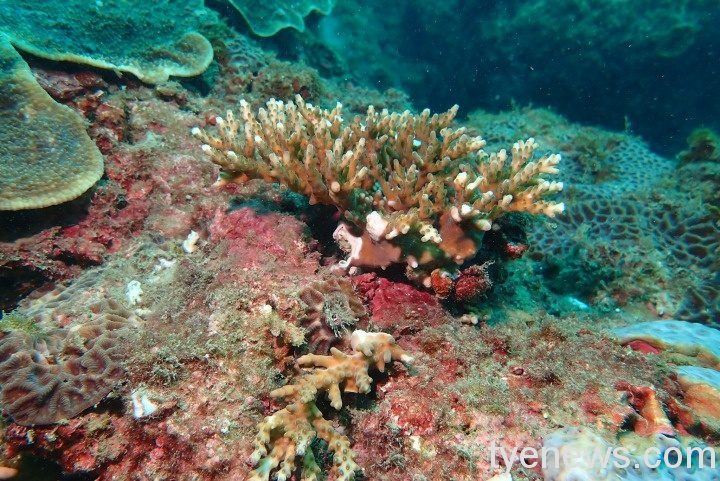 潮境海灣驚見珊瑚斷枝 海科館籲共同維護海洋資源 周末大量遊客的同時珊瑚出現新的斷枝現象2