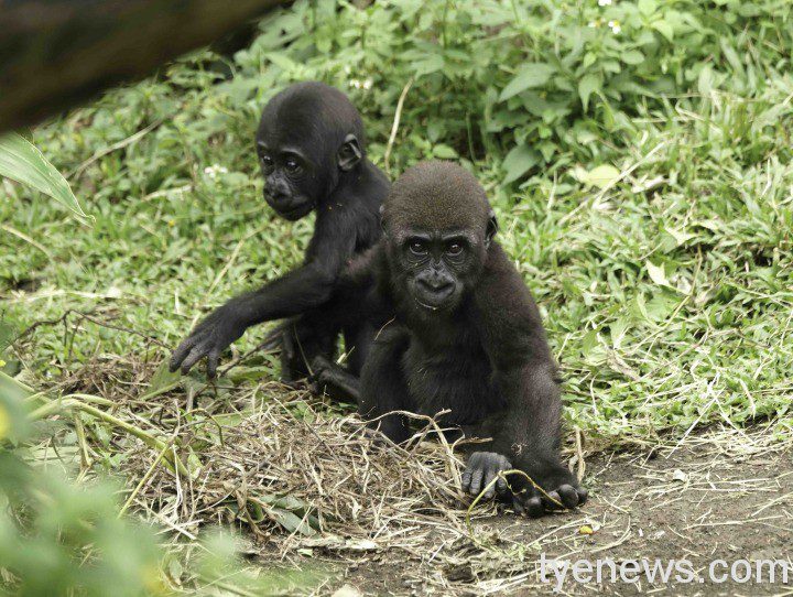 【有片】雙喜臨門!臺北動物園107歲生日 國王企鵝寶寶同月降生 哥哥「 Jabali」和弟弟「Ringo」一起玩