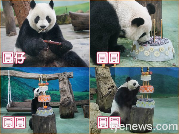熊貓團、圓歡慶17歲生日!爸比腸胃不適圓仔開心代吃蛋糕 圓圓先品嚐了冰冰涼涼的紅蘿蔔片
