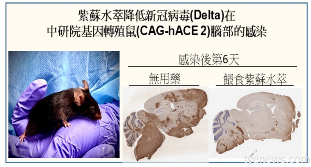 長庚大學、國防醫學院合作研發「紫蘇水萃」抗新冠機能食品 圖4 0 1