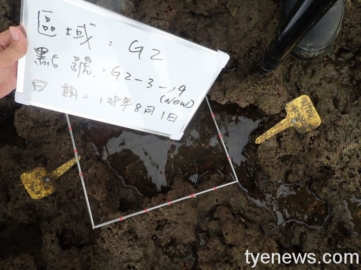第3接收站工程導致藻礁遭汙?台灣中油發聲明澄清 圖4 108年8月1日G2區編號G2 3 19的柴山多杯孔珊瑚明顯被泥沙覆蓋