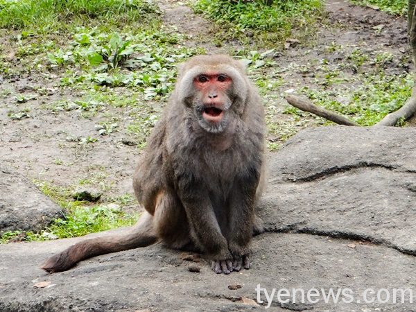 北市動物園的臺灣獼猴「榮哥」與世長辭，留下大家對牠數不清的回憶。圖：北市動物園提供