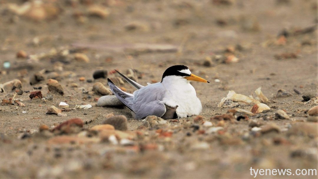 中油竹圍漁港打造小燕鷗棲地 復育三接生態環境