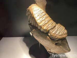 海科館知海系列講座 10/30帶您認識冰河時期在臺生物