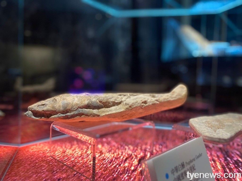 海科館「化石微型展」 一窺海洋古生物奧妙