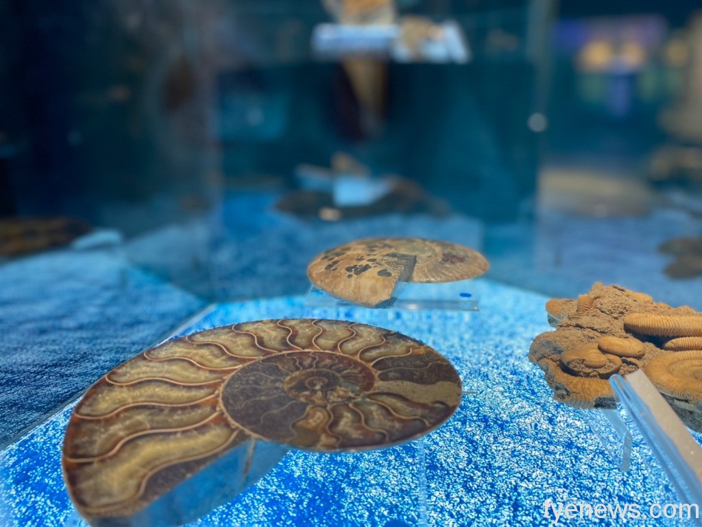 海科館「化石微型展」 一窺海洋古生物奧妙 媒 海科館化石微特展 1110530甯拍 65