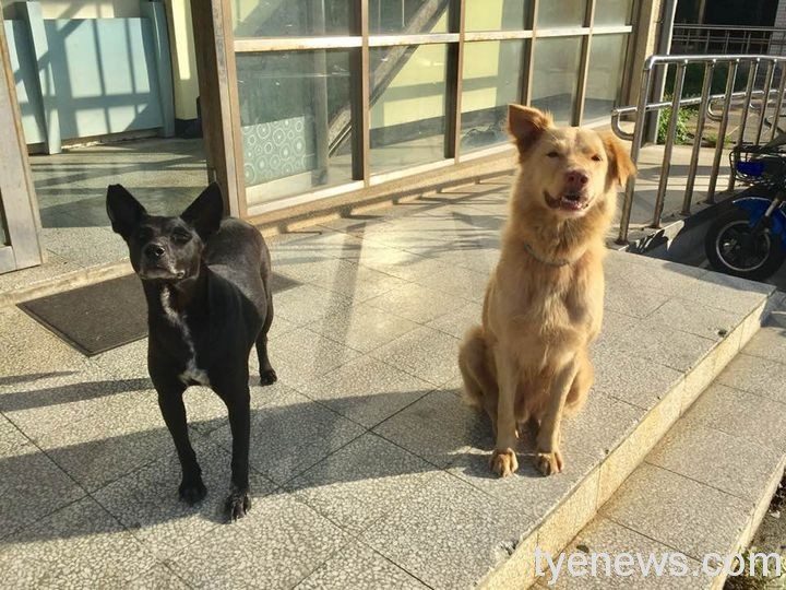 可惡至極!新屋收容所2犬雞蛋黃、所長遭毒死 警方全力緝凶 我要當流浪動物義工救援團隊