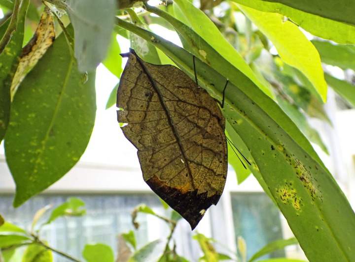 昆蟲館裡非常善於隱身的枯葉蝶最近不小心暴露了行蹤
