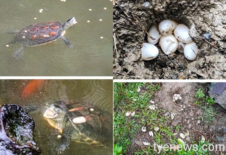 【有片】動物園發現「野生」殼裂斑龜 獸醫搶救不治 春至秋季是斑龜的繁殖季節