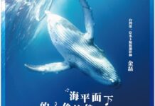 聽見鯨魚在唱歌 海平面下的水色旋律
