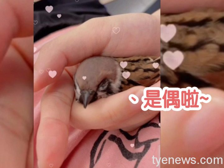 【有片】寵物狗學不會坐下天天教 麻雀看不下去「開金口」 未命名 1 已修復