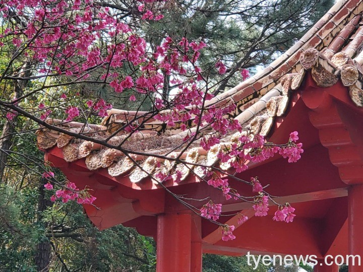 桃園榮家百株櫻花浪漫盛開 長輩變身網美拍照打卡 桃園榮家櫻花一隅