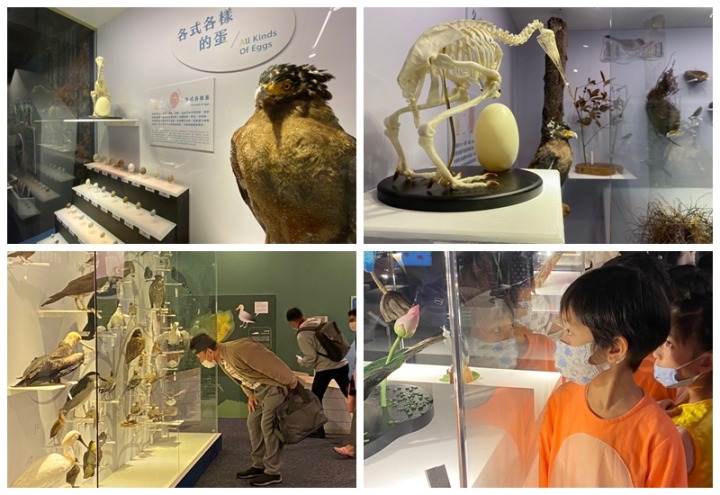 海科館「海有個鳥地方」展出40年鳥標本及藝術紙雕 楷甯拍 海有個鳥地方 220121 212 27