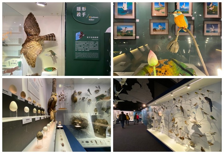 海科館「海有個鳥地方」展出40年鳥標本及藝術紙雕 楷甯拍 海有個鳥地方 220121 212 28