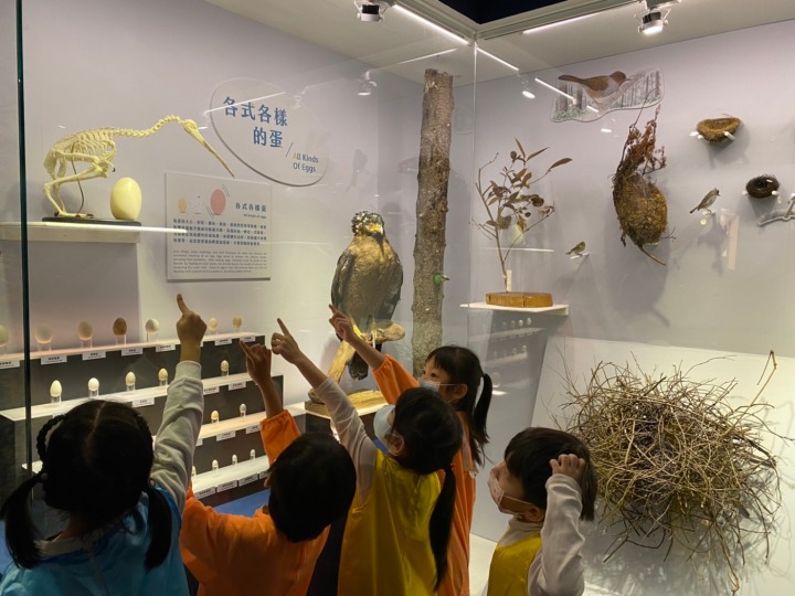 海科館「海有個鳥地方」展出40年鳥標本及藝術紙雕 楷甯拍 海有個鳥地方 220121 212 4