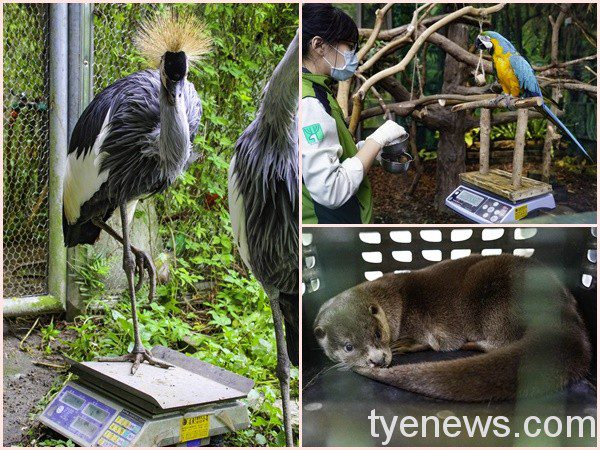【有片】台北動物園量體重花招百出 保育員絞盡腦汁要成功 歐亞水獺寶寶安心的待在提籠內量體重