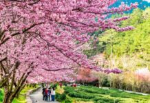 長榮1/23愛媛類出國包機 春節瘋玩花東 「武陵櫻花」不容錯過