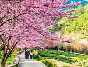 長榮1/23愛媛類出國包機 春節瘋玩花東 「武陵櫻花」不容錯過