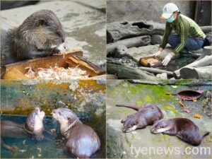 台北動物園廚房端出肥美螃蟹 小爪水獺、食蟹獴吃得開心