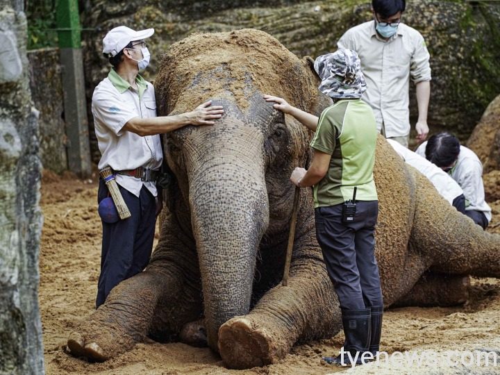 治療時，保育員安撫動物的情緒，讓獸醫師能進行檢查（亞洲象「友愷」）
