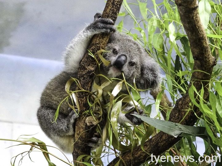 無尾熊寶寶長大了!學習獨立適應群體生活 無尾熊寶寶津津有味的吃起桉樹葉