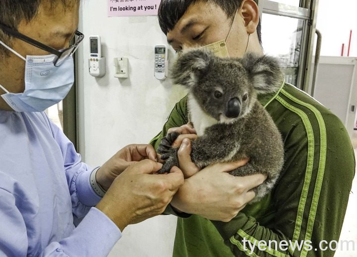 無尾熊寶寶近期健檢後的結果亦呈現健康狀態，讓照養團隊總算可以稍微放下心中的大石