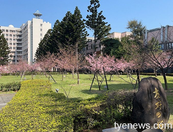 中央大學湖畔河津櫻盛開 優美風景吸引人潮拍照打卡 照片三 1 3