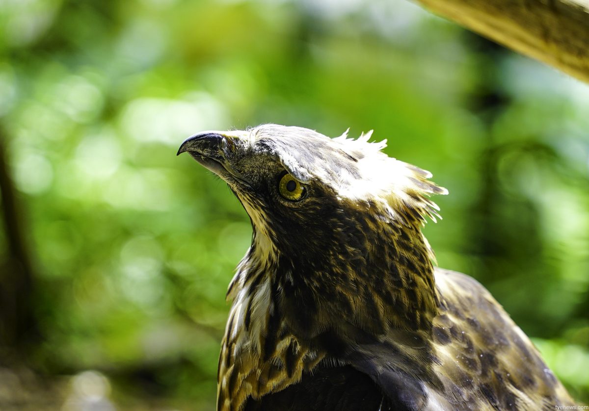 熊鷹繁殖季竟等無郎 保育觀念從小紮根守護國家級瀕危物種