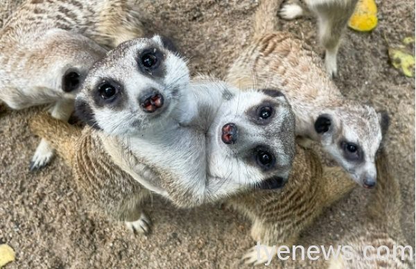 【有片】北市動物園沒「人氣」狐獴仍站哨保衛家園 狐獴2