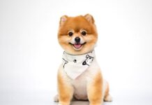 狗是人類最好的朋友!牠的起源你知道嗎?