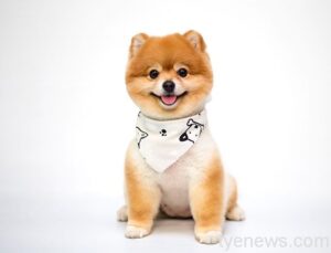 狗是人類最好的朋友!牠的起源你知道嗎?