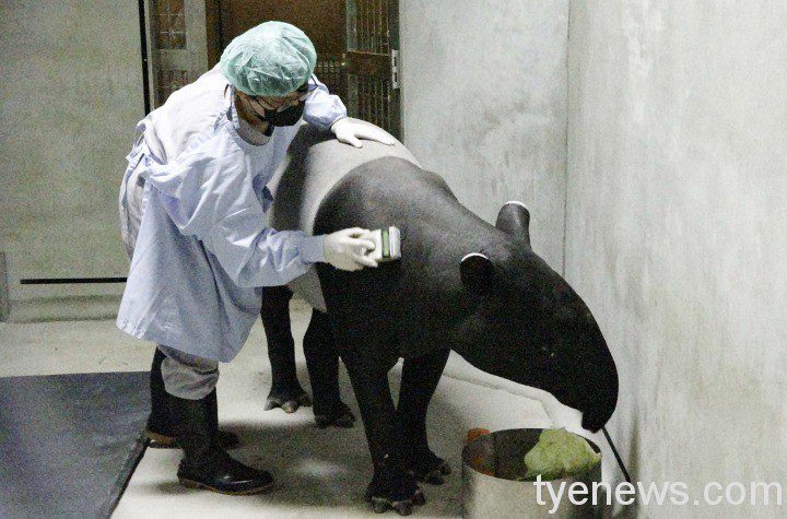 【有片】馬來貘「Putri」來臺與小鮮肉配對 期待迎接貘寶寶 獸醫師掃描晶片