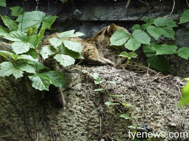 「最難拍動物」愛躲藏、眼睛半眨還模糊!攝影師好崩潰 用樹葉把自己遮好遮滿的石虎「小母」