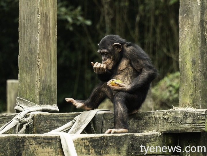 台北動物園調整物種食譜 黑猩猩竟愛吃苦瓜?! 當季蔬果的美味讓黑猩猩忍不住舔手手