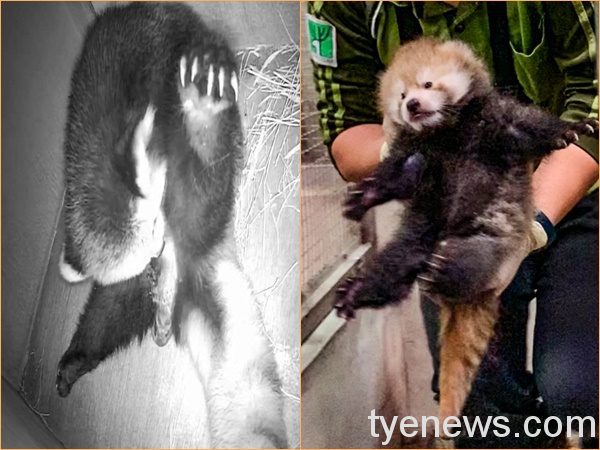 【有片】小貓熊寶寶滿月了!愛和媽咪玩親親開心「吃手手」 監視器拍到小貓熊「美可」正在生產的影像
