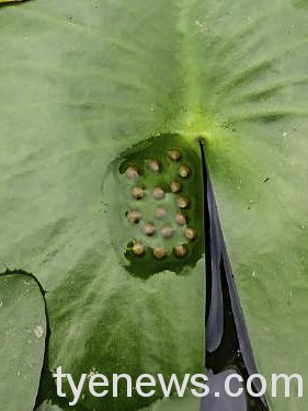 研究團隊在動物園生態池中發現臺北赤蛙卵塊（戴為愚攝）
