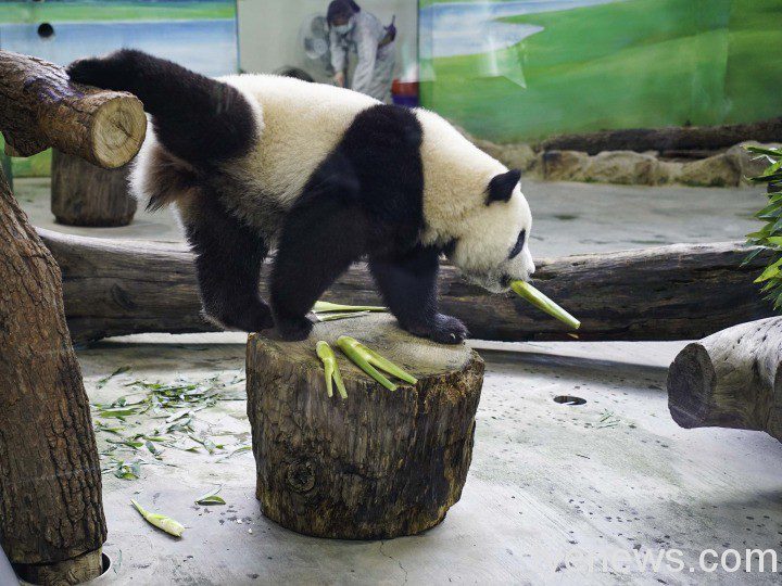 【有片】台北動物園自闢農田辦食農教育 學員、動物共享作物 筊白筍對「圓寶」來說比較像玩具