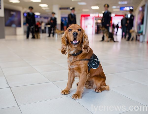 海關嚴格執行查緝 粉碎運毒集團走私意圖 緝毒犬8849816