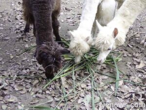 【有片】台北動物園自闢農田辦食農教育 學員、動物共享作物