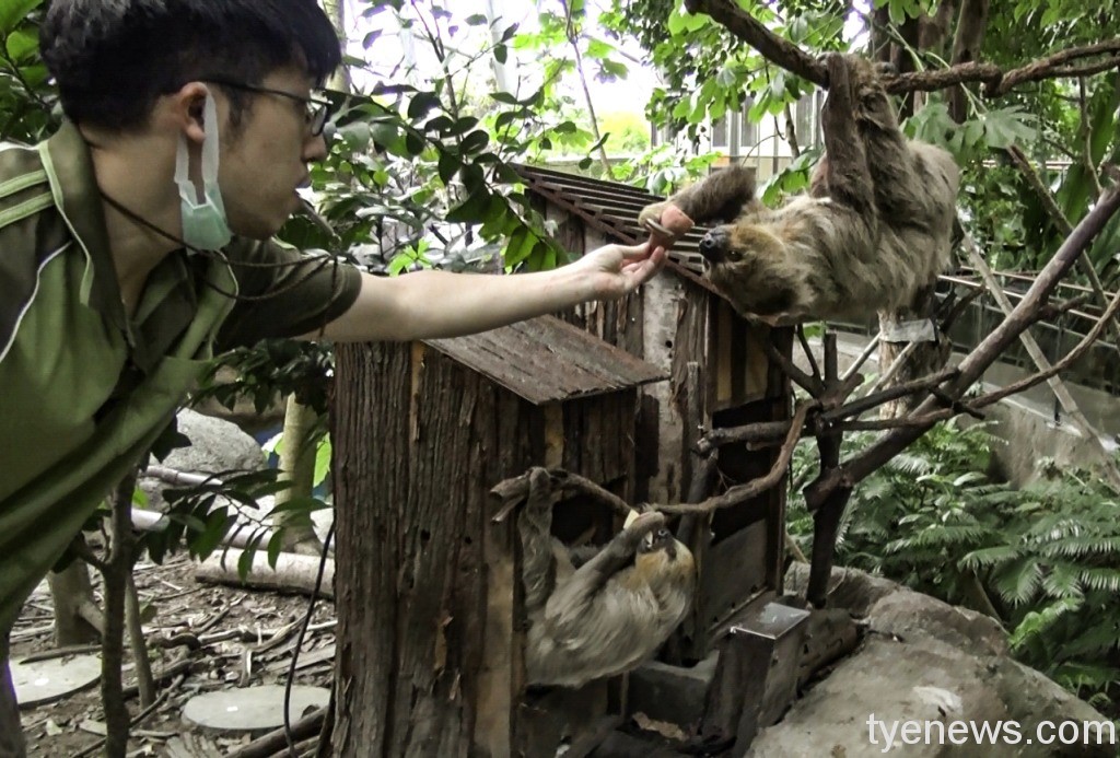 臺北市立動物園內動物的飲食健康，都仰賴跟動物最親近的保育員