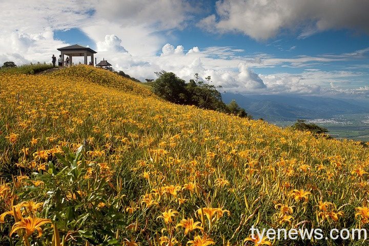 可樂旅遊因應降級 推出安心出遊迷你小團 花蓮六十石山金針花 可樂旅遊提供