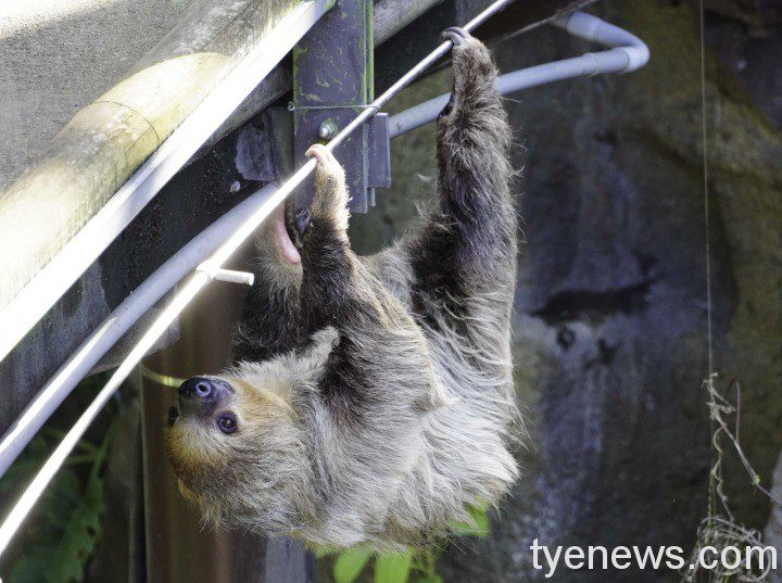 【有片】台北動物園穿山甲館 超人氣二趾樹獺等你來光臨 葉黃喜歡爬高高
