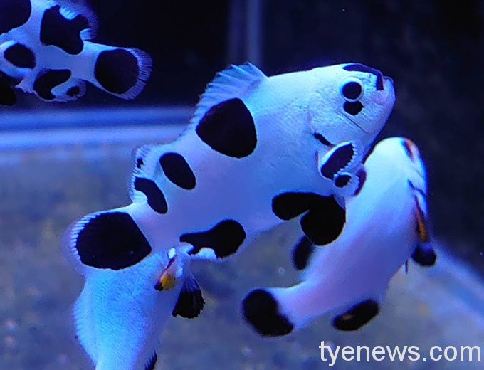 【有片】海科館推出各項特展 獅子頭、熊貓小丑魚陪你過春節 貝殼展與特展 210209 0