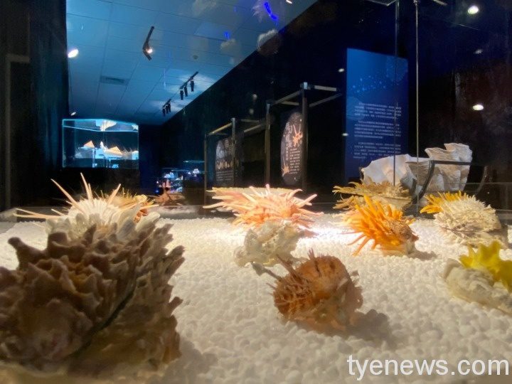 【有片】海科館推出各項特展 獅子頭、熊貓小丑魚陪你過春節 貝殼展與特展 210209 35