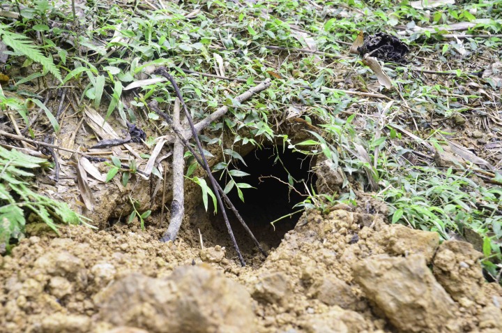 【有片】穿山甲為家園居家設計 挖洞打造舒適小窩 野外穿山甲偏好居住在排水佳、土層厚的山稜線上