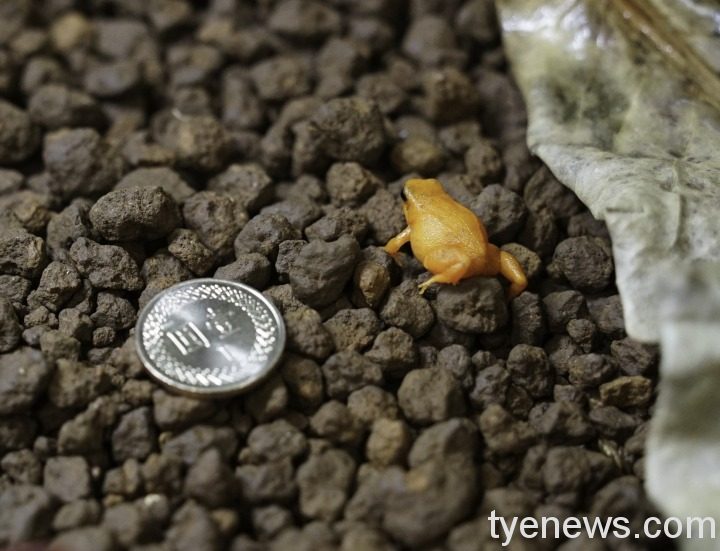 【有片】萌萌兩棲爬蟲來報到 隔離三月後與你相見歡 金曼蛙的體型比一元硬幣還小