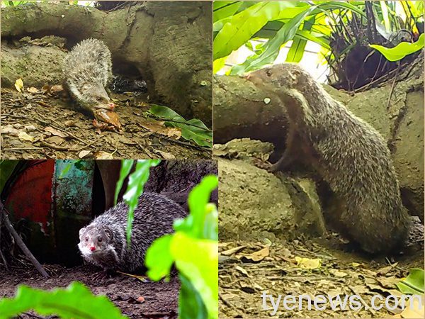 台北動物園廚房端出肥美螃蟹 小爪水獺、食蟹獴吃得開心 食蟹獴「小丸子」也是位美食家