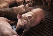 環保署籲來路不明肉製品應做垃圾處理 勿丟廚餘桶