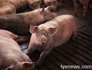 國產豬肉消費量增加6千噸 蘇貞昌：養豬升級把關國人健康